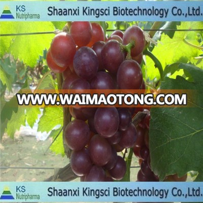 High quality Organic grape seed extract Procyanidin for softgel capsule